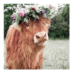 •~ moo army ~•