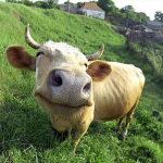 Evil Cows