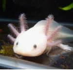Weird Axolotl group