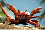Crab Rave Army (Crabs Only)