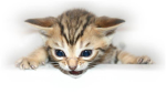 Vicious kittehs