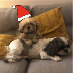 Finding lost dogs