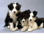THE DOG SQUAD FOREVER!!!!!!!!!!!!!!!!!!