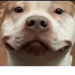 Shyqyri4