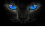 lionsss