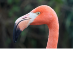 FLAMINGOO UNITED