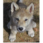 Ccc puppy