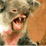 Official Finn's Koala