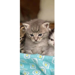 TeegansKittens