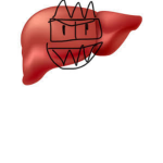 we have a liver inc