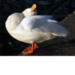 Quack Gang B)