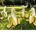 duck feld
