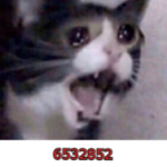 pooz