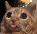 CittyKatty
