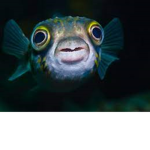 fishy_club