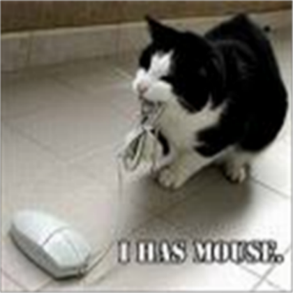 cat Roblox decal