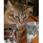 meow meow cat army