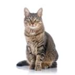 Cool ccat club