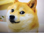 Doge good dogs :)