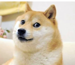 >~Doge fans!<~