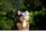 Feline club
