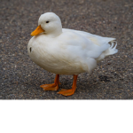 hangout for friends of any types of ducks