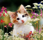 Different cats