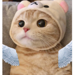 파압냥과 친구들