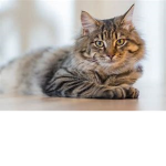 The Cats family