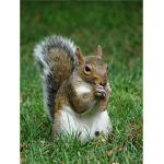 Squirrel Fanatics