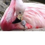 flamingo miks
