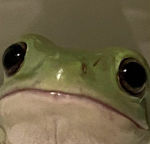 — THE FROGS —