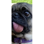 Pugs and pups!