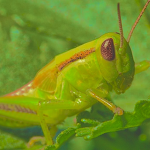 +.Grasshopper Co.+