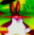 Jesters Bot Island