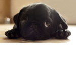 Pug's Club!