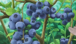 ~blueberry fan club~