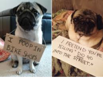 pugs and more :D