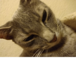 ~kitty_kidz~