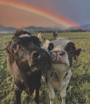 Cow <3 community