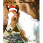 Badger Meadows Equestrian