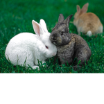 Bunny bunss!