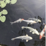ꝈօѵҽӀվ