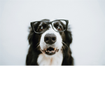 Border collie with glasses