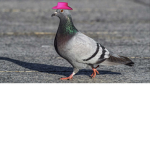 Pigeon Peoples