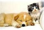 dog and cat