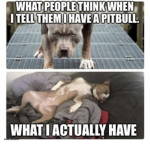 Love pit bulls!