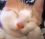 yumcats