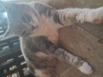 Bubble the cat