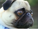 Pugs fan group and giveaways